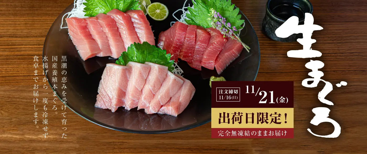 国産養殖本鮪生サクセット