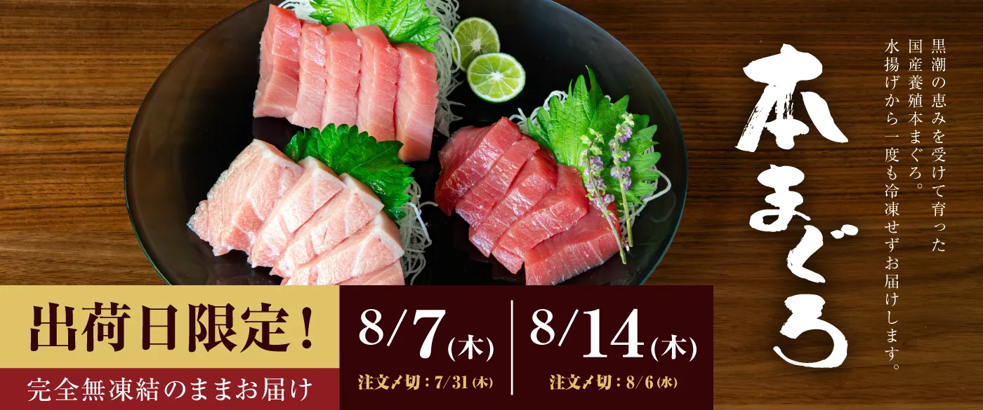 国産養殖本鮪生サクセット
