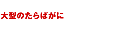 厳しい環境で育った大型のたらばがにを厳選！新鮮なまま現地でボイルしてから凍結！たらばがに本来のおいしさを届けます。