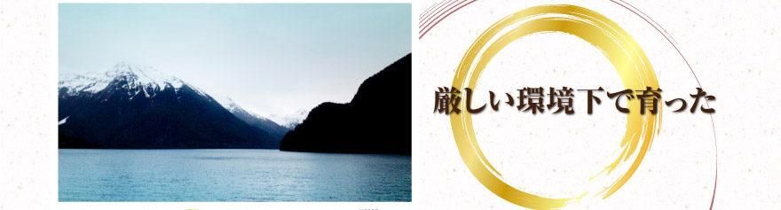 厳しい環境かで育った