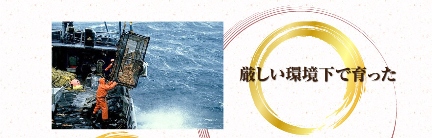 厳しい環境下で育った