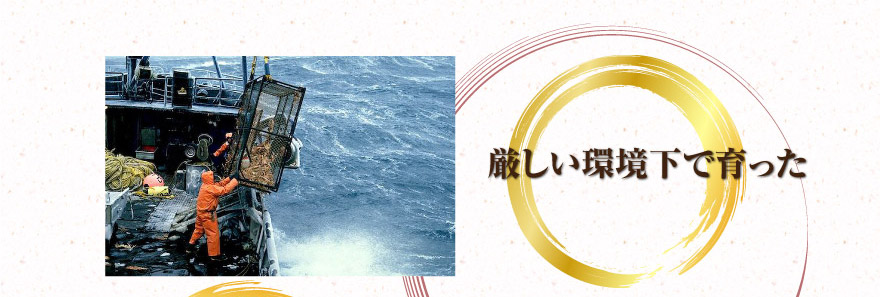 厳しい環境下で育った