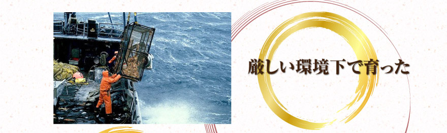 厳しい環境下で育った