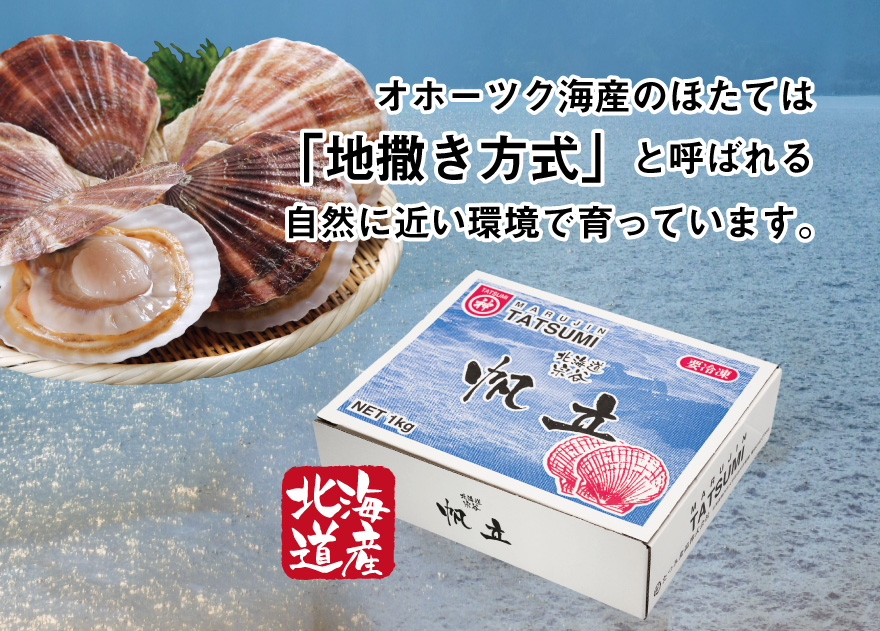オホーツク海産のほたては「地撒き方式」と呼ばれる自然に近い環境で養殖されています。