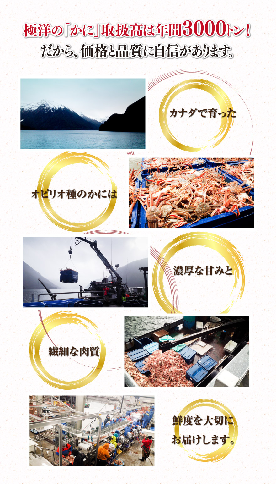 極洋のかに扱い量は年間3000トン